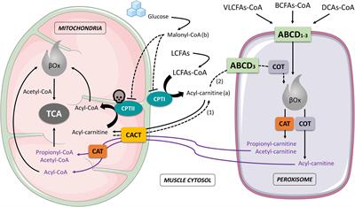 Exercise, Nutrition, and Supplements in the Muscle Carnitine Palmitoyl-Transferase II Deficiency: New Theoretical Bases for Potential Applications